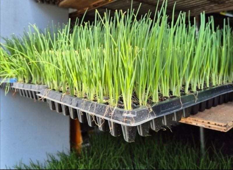 돼지파쪽파님의 장터 판매 상품 [대파모종 ] 첨부 사진