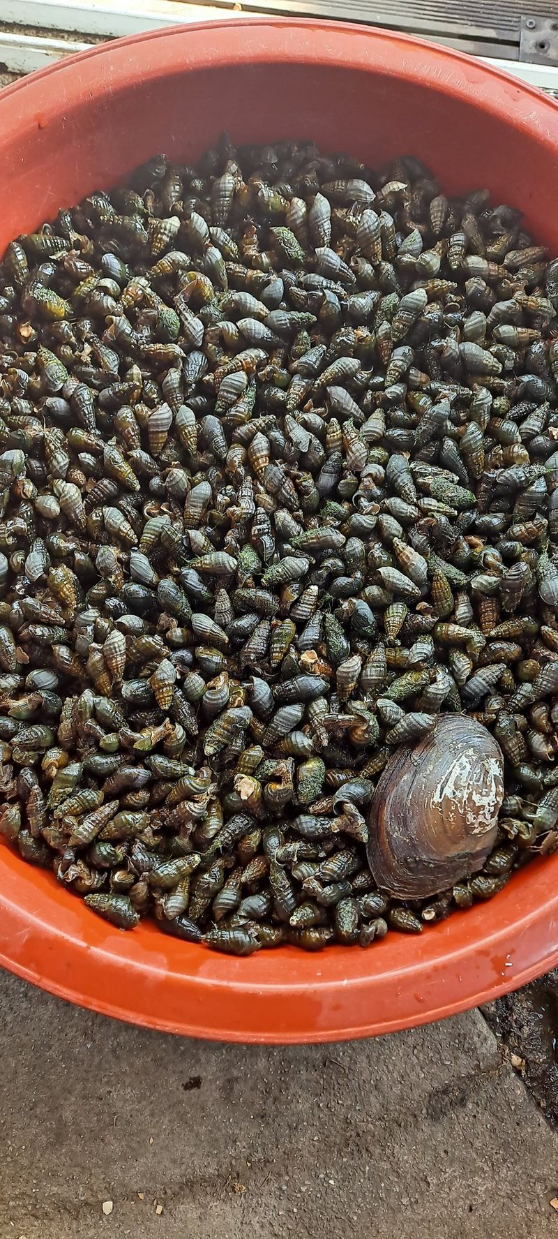 장터 상품 [싱싱다슬기] 썸네일