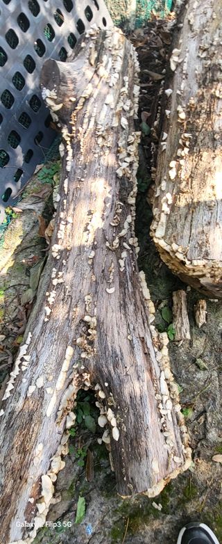 양일봉님의 자유주제 · 자유게시판 작성글 사진