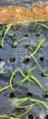 청람정상님의 농사, 무엇이든 물어보세요!·참여글 작성글 사진