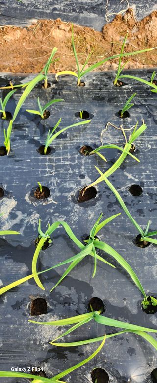 청람정상님의 농사, 무엇이든 물어보세요! · 참여글 작성글 사진