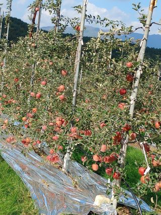 숲속의사나이님의 자유주제 · 자유게시판 작성글 사진