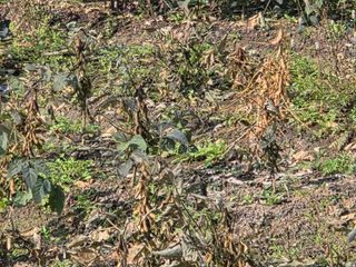 농업드론방제(전북)님의 자유주제 · 자유게시판 작성글 사진