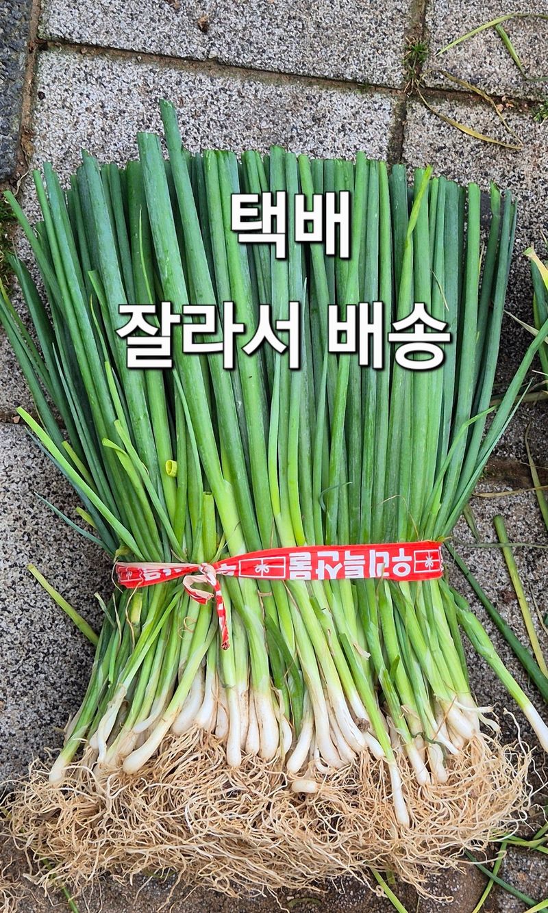 돼지파쪽파님의 장터 판매 상품 [다발 저장양파모종 ] 첨부 사진