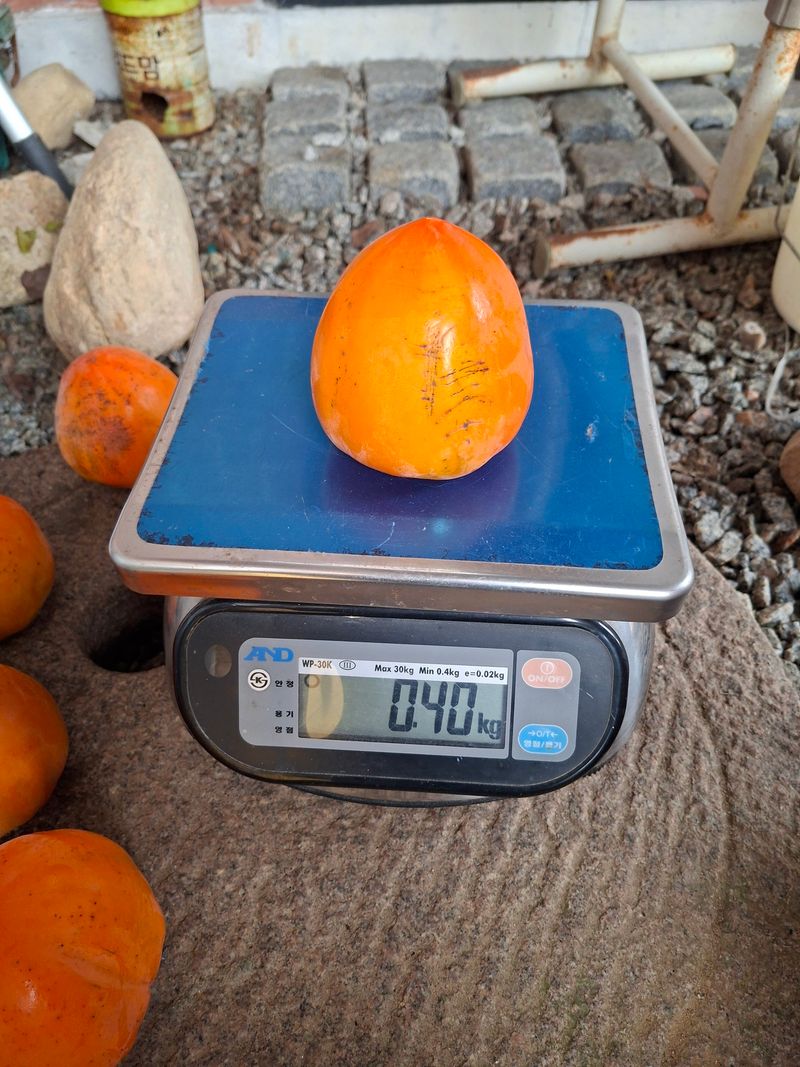 김중언님의 장터 판매 상품 [대봉감(특품, 대과) 10kg] 첨부 사진