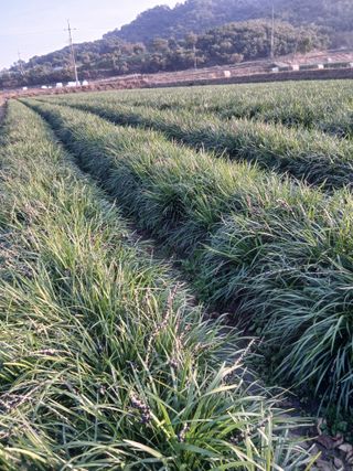 무료지식나눔 팜닥터님의 자유주제 · 자유게시판 작성글 사진