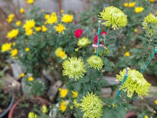 조명희님의 자유주제 · 자유게시판 작성글 사진