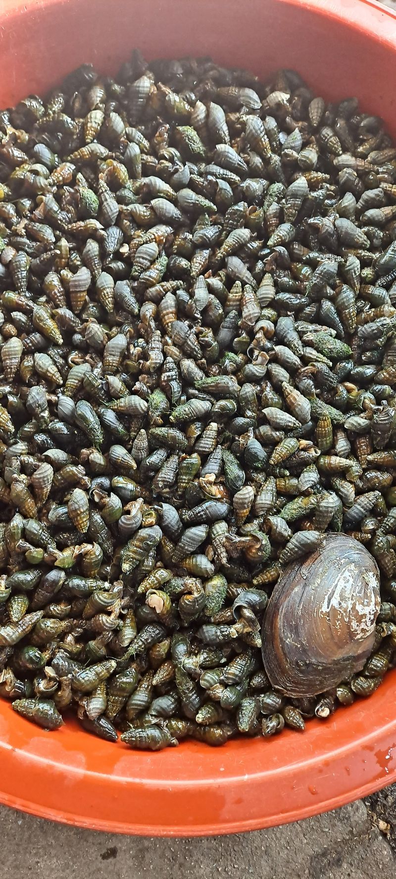 백순분님의 장터 판매 상품 [싱싱다슬기] 첨부 사진