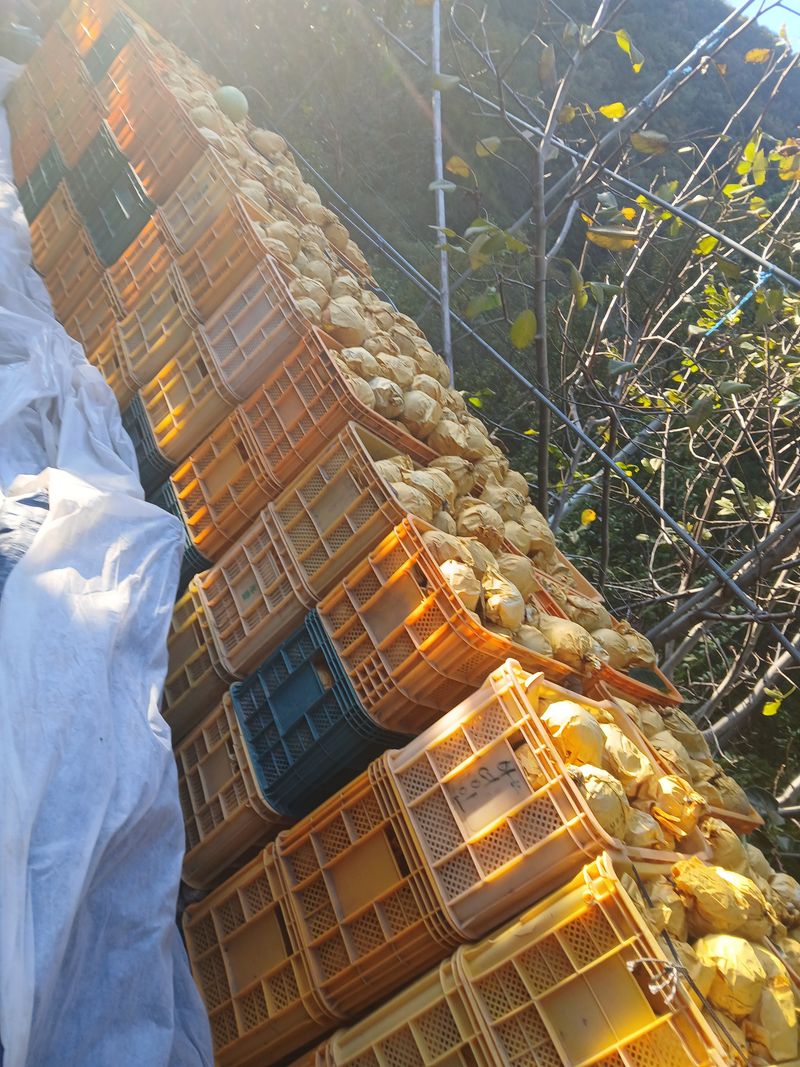 손경식드림농장님의 장터 판매 상품 [햇배 15키로. (완판)] 첨부 사진