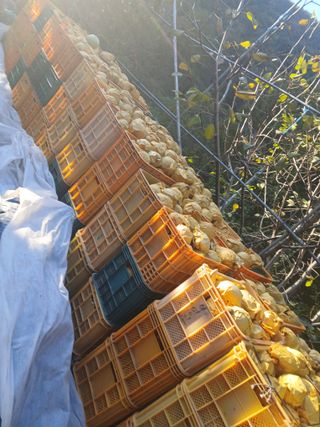 손경식드림농장님의 작성글 사진