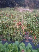 팜모닝 자유주제·자유게시판 게시글 이미지