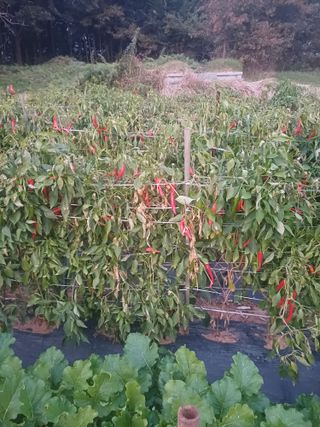 홍순오님의 자유주제 · 자유게시판 작성글 사진