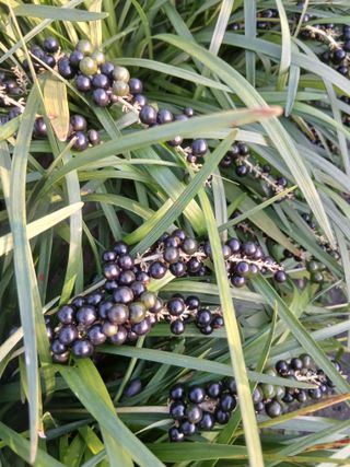 무료지식나눔 팜닥터님의 자유주제 · 자유게시판 작성글 사진