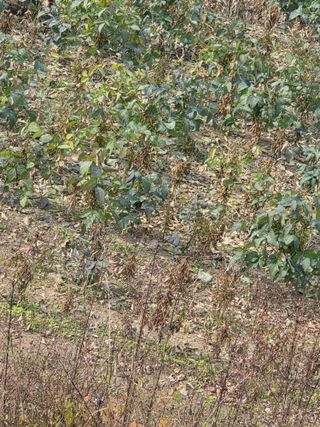 농업드론방제(전북)님의 자유주제 · 자유게시판 작성글 사진