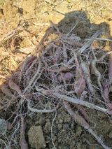 팜모닝 자유주제·자유게시판 게시글 이미지