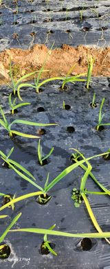 청람정상님의 농사, 무엇이든 물어보세요!·참여글 작성글 사진