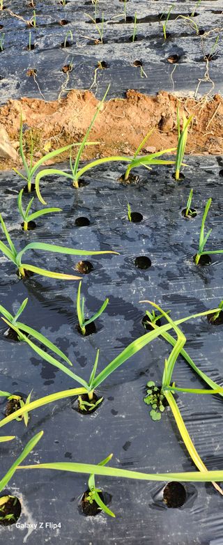 청람정상님의 농사, 무엇이든 물어보세요! · 참여글 작성글 사진