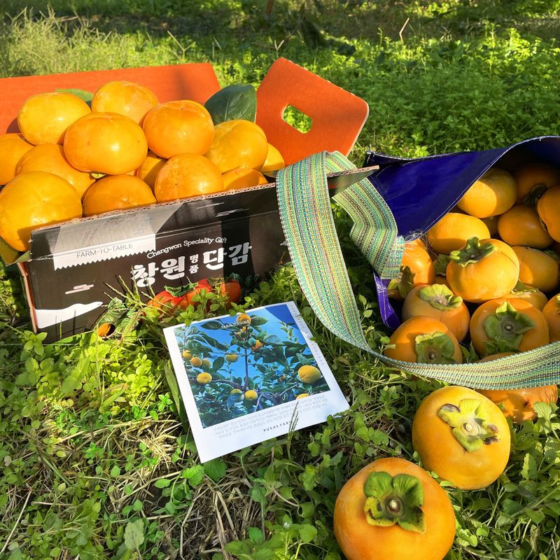 장터 상품 [꿀당도 제철 부유단감 5kg, 10kg(산지직송/무료배송)] 썸네일