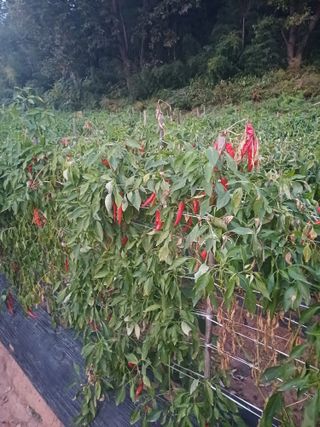 홍순오님의 자유주제 · 자유게시판 작성글 사진