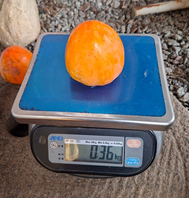 김중언님의 장터 판매 상품 [대봉감(특품, 대과) 10kg] 첨부 사진