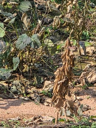 농업드론방제(전북)님의 자유주제 · 자유게시판 작성글 사진
