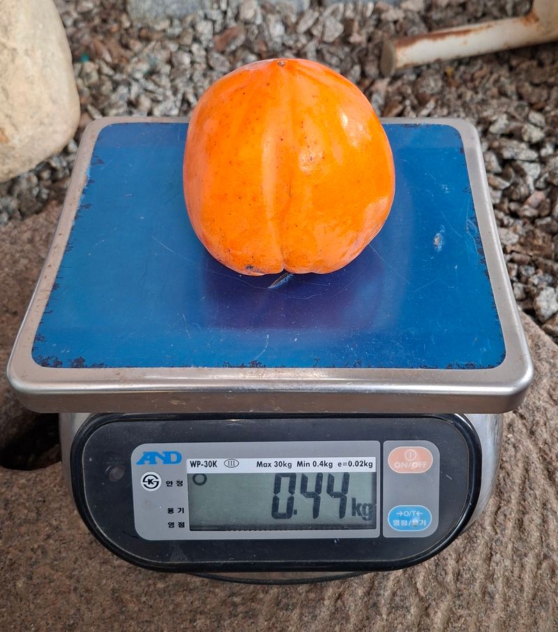 김중언님의 장터 판매 상품 [대봉감(특품, 대과) 10kg] 첨부 사진