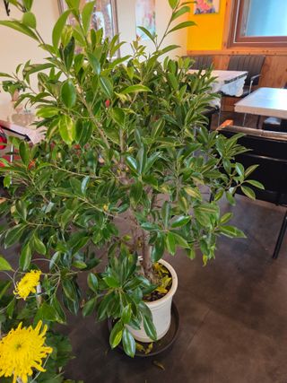 가곡리아줌마님의 자유주제 · 자유게시판 작성글 사진