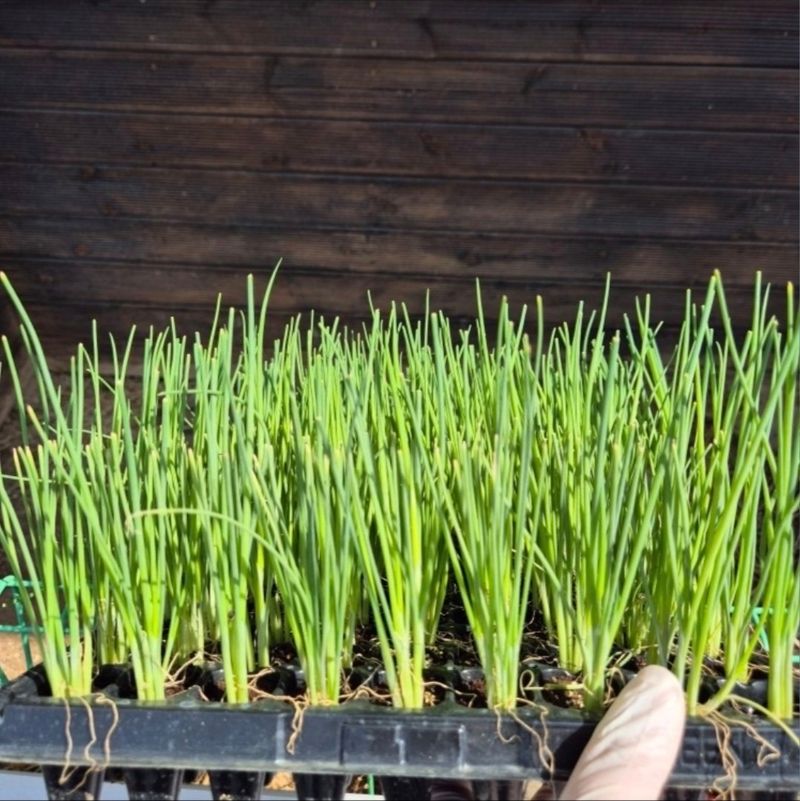 돼지파쪽파님의 장터 판매 상품 [대파모종 ] 첨부 사진