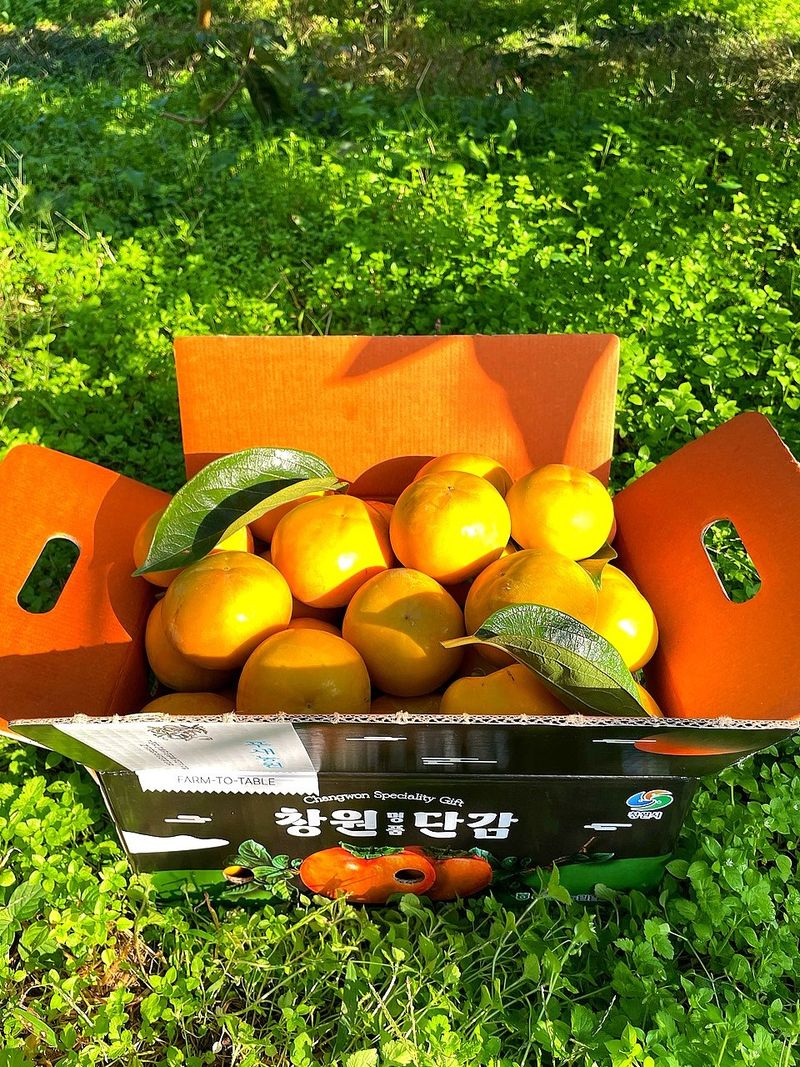 김성욱님의 장터 판매 상품 [꿀당도 제철 부유단감 5kg, 10kg(산지직송/무료배송)] 첨부 사진