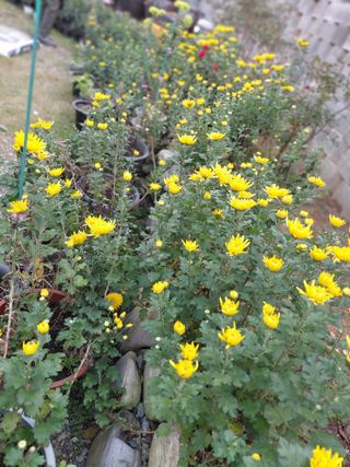 조명희님의 자유주제 · 자유게시판 작성글 사진