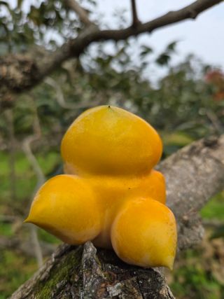 농촌사랑님의 자유주제 · 자유게시판 작성글 사진