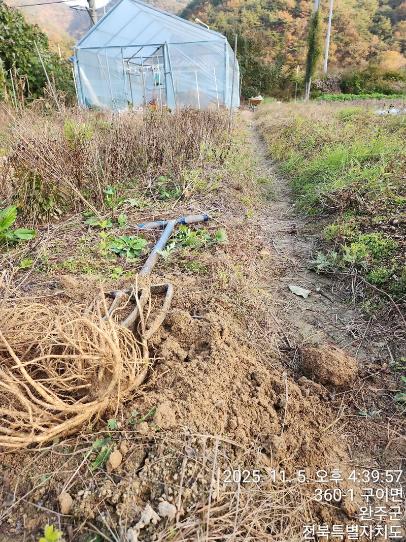 약도라지6018님의 장터 판매 상품 [약도라지 배즙 판매] 첨부 사진