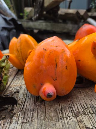 농촌사랑님의 자유주제 · 자유게시판 작성글 사진
