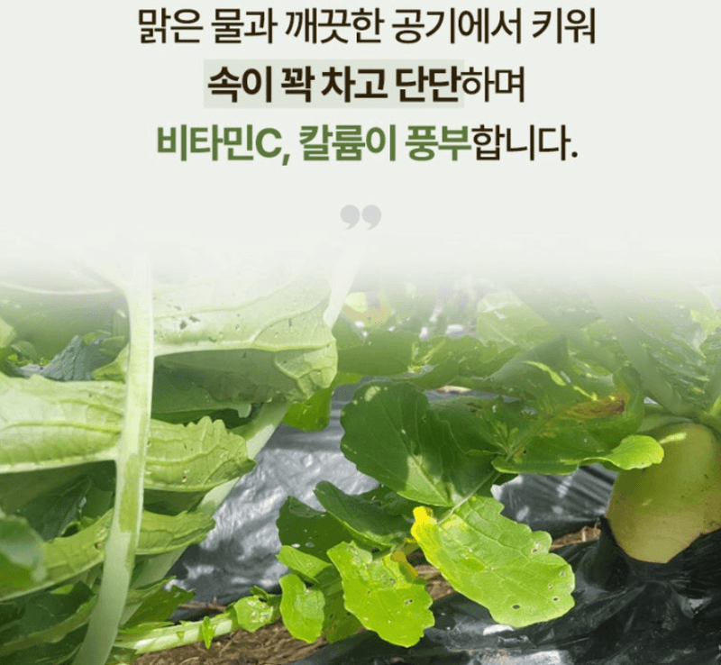 스피드번님의 장터 판매 상품 [강원도 고랭지 무] 첨부 사진