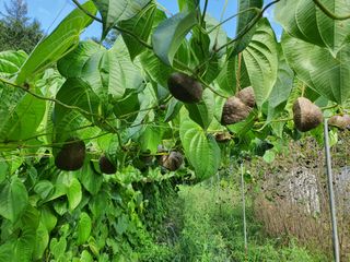 매기소골농장님의 작성글 사진