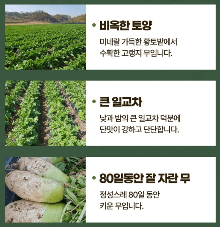 스피드번님의 장터 판매 상품 [강원도 고랭지 무] 첨부 사진