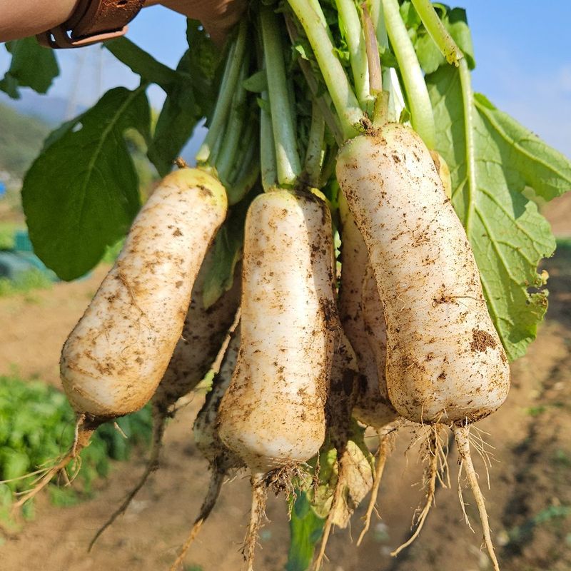 장터 상품 [강원도 알타리 무] 썸네일