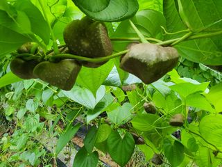 매기소골농장님의 작성글 사진