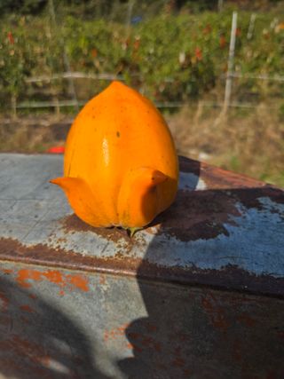 농촌사랑님의 자유주제 · 자유게시판 작성글 사진