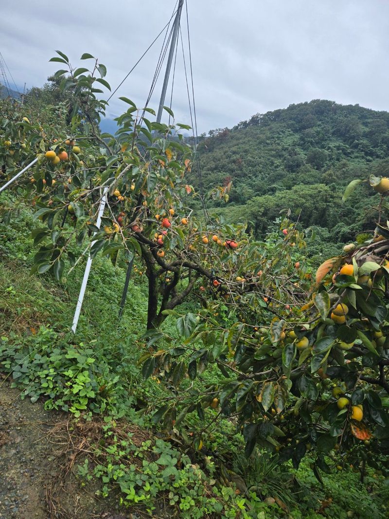 장터 상품 [GAP 단감(부유) 판매] 썸네일