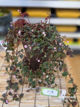 달맛햇복숭아농원님의 자유주제 · 사진전 작성글 사진