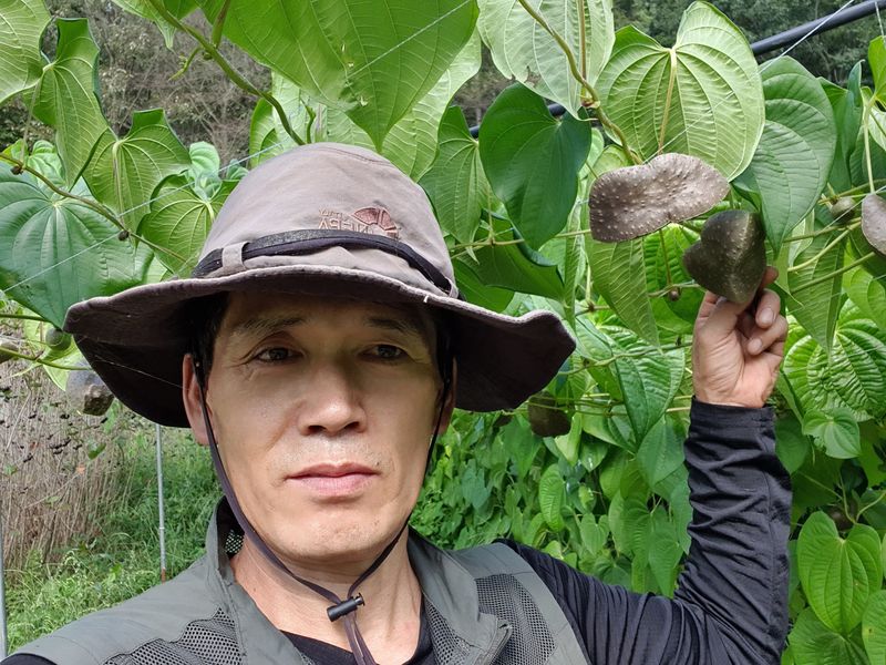 매기소골농장님의 장터 판매 상품 [열매마 (하늘마)3kg] 첨부 사진