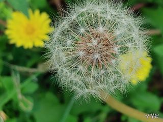 안길원님의 자유주제 · 자유게시판 작성글 사진