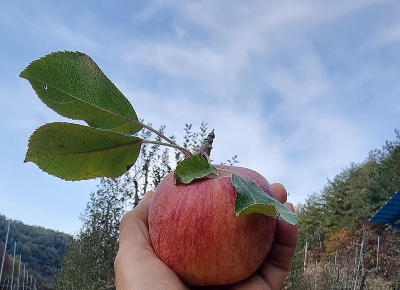 호랑이와인성이님의 장터 판매 상품 [봉화 부사 5kg] 첨부 사진