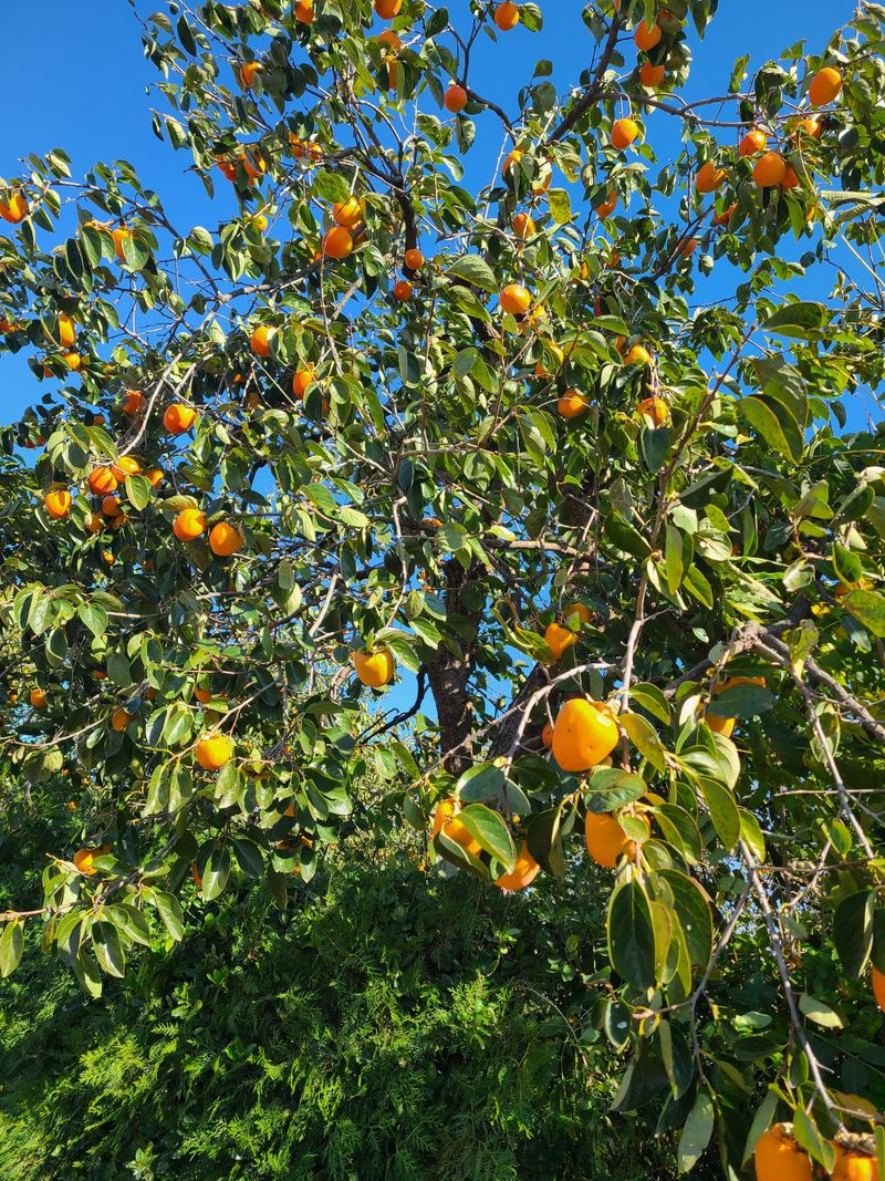 김계희님의 장터 판매 상품 [대봉감특대 10kg] 첨부 사진