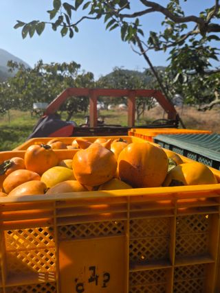 농촌사랑님의 자유주제 · 자유게시판 작성글 사진