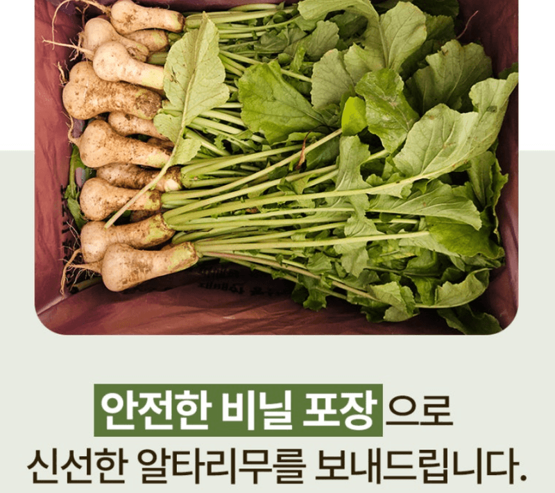 스피드번님의 장터 판매 상품 [강원도 알타리 무] 첨부 사진