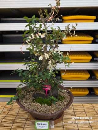 달맛햇복숭아농원님의 자유주제 · 사진전 작성글 사진