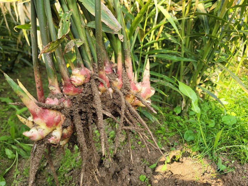 장터 상품 [25년도 햇흙생강10kg] 썸네일