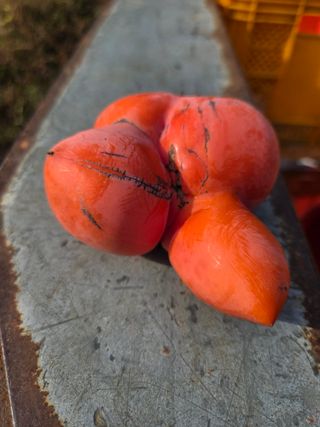 농촌사랑님의 자유주제 · 자유게시판 작성글 사진